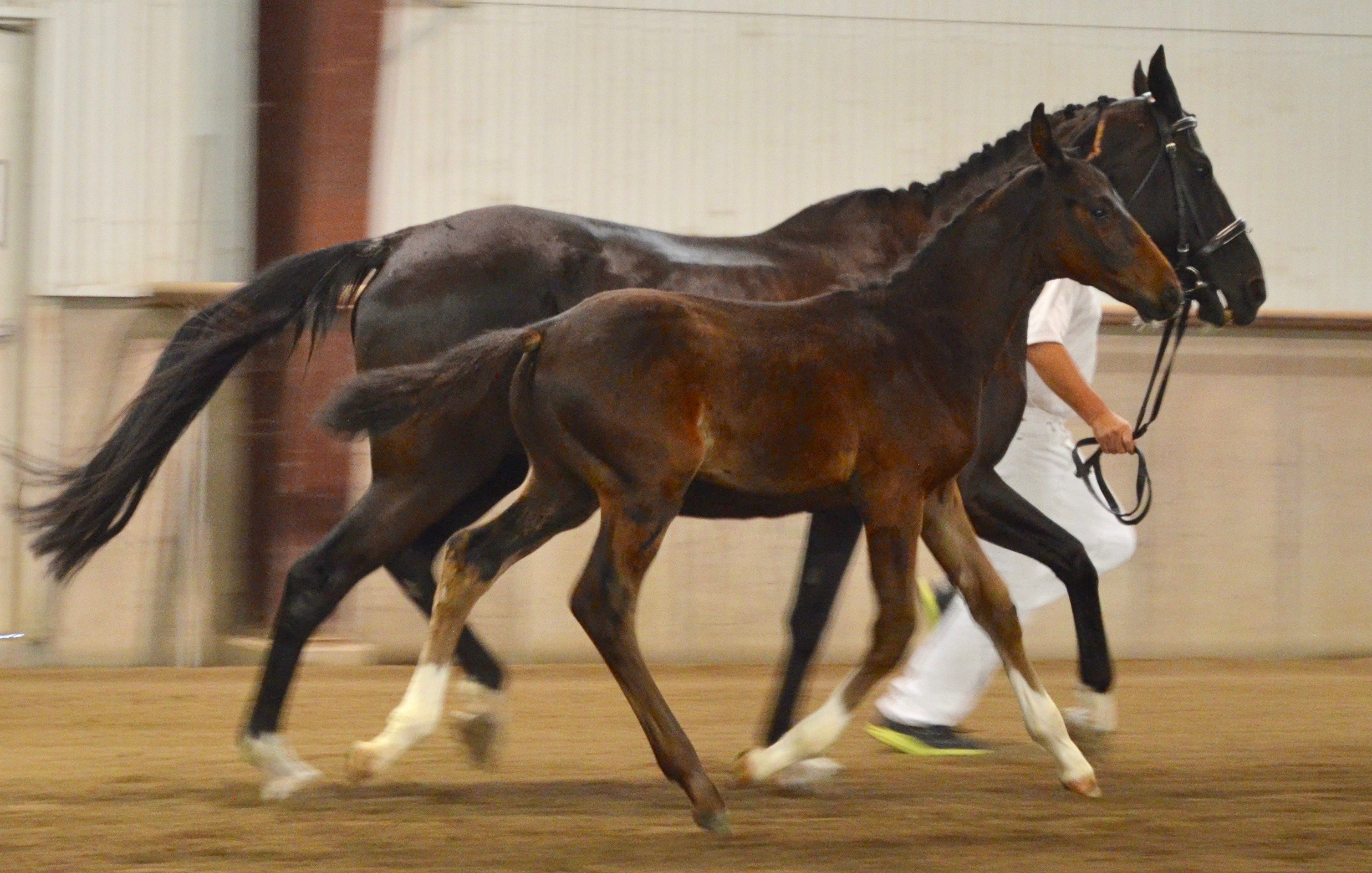 2018 Titans Royal Bliss trot w colt