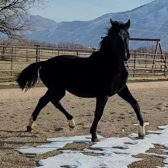 2019 KWPN Colt For Sale by Devon&nbsp;Heir