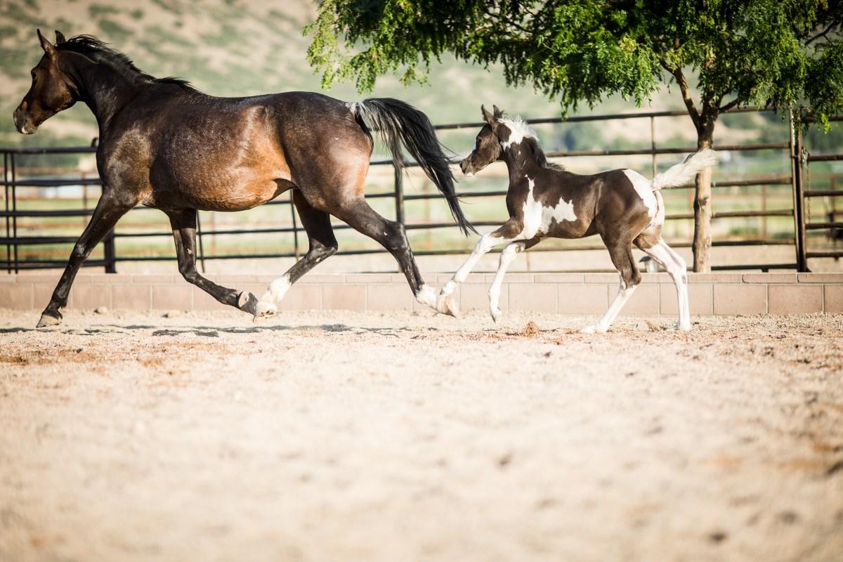 2021 Filly by Sempatico M ~&nbsp;Sold