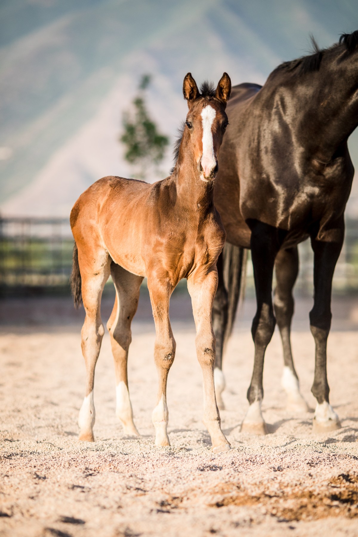 2021 Rhineland Colt For Sale by Wild&nbsp;Dance