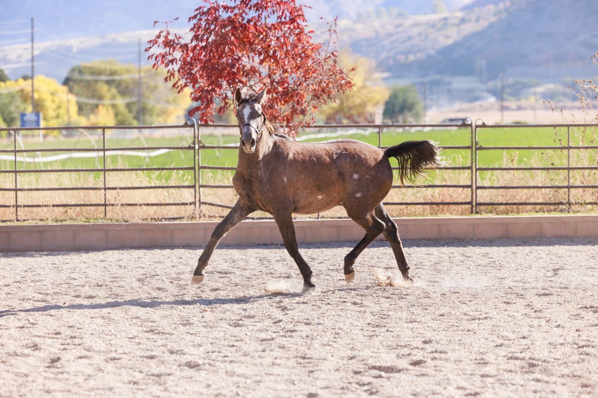 2021 Half-Arabian/Rhineland Filly by Wild Dance ~&nbsp;Sold