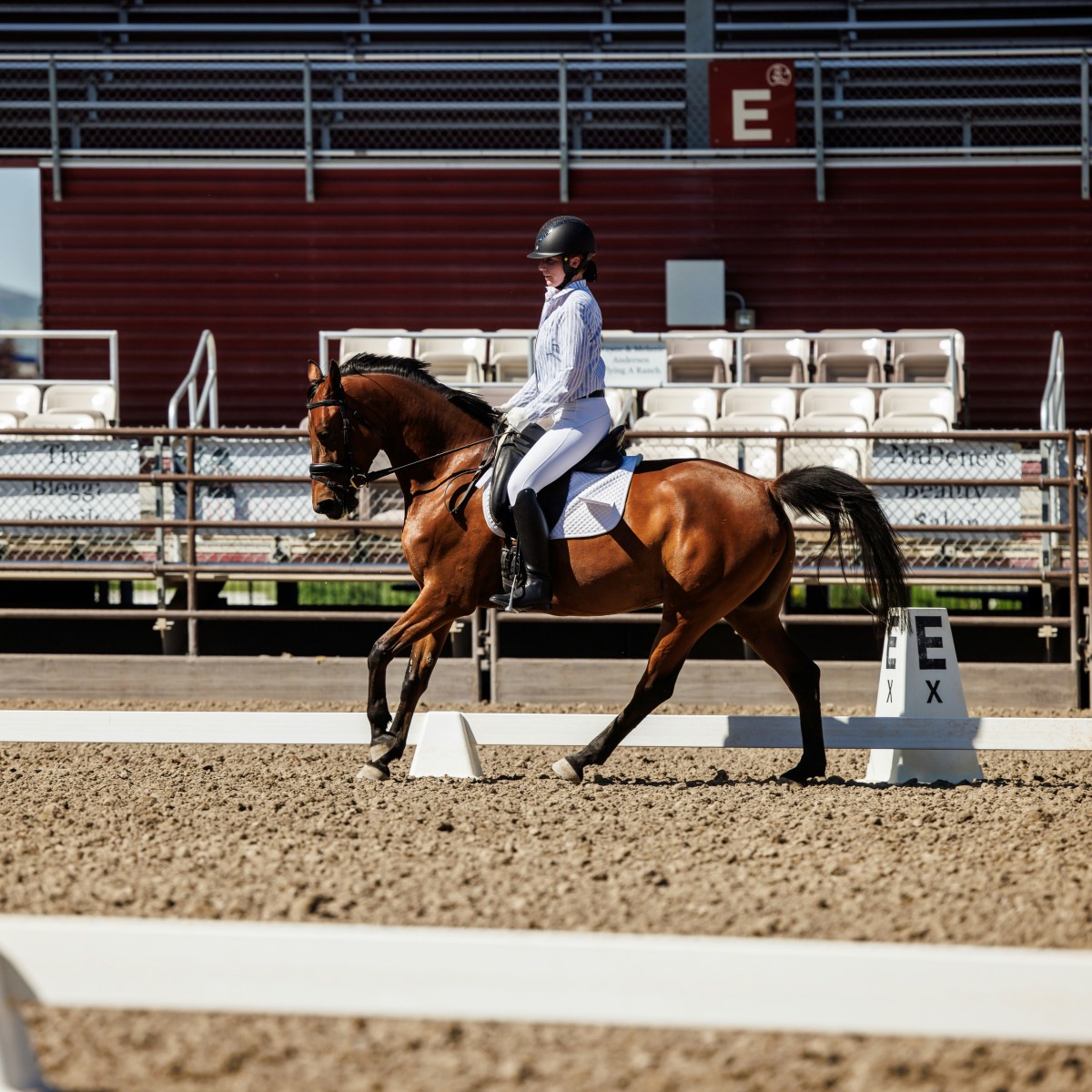 Winnie US – 2022 Mare by Warcloud ~ Sale&nbsp;Pending