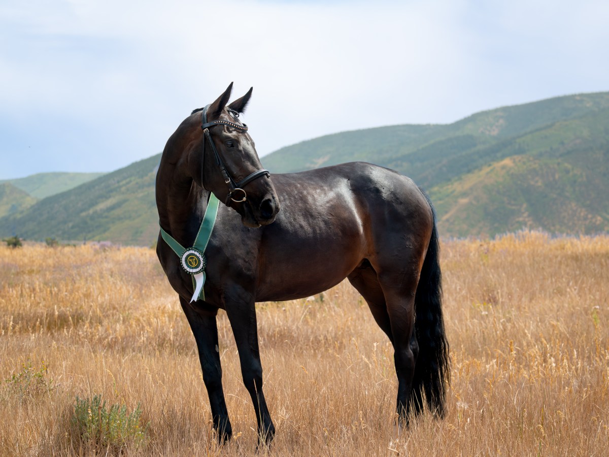 Frisanta US – 2022 Mare by&nbsp;Frisantos