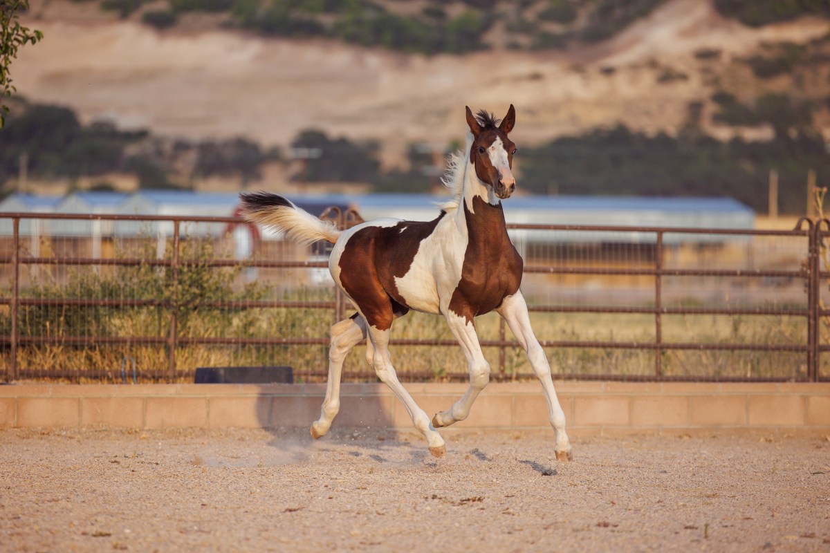 Seraphine US – 2024 Filly by Sempatico M ~&nbsp;SOLD