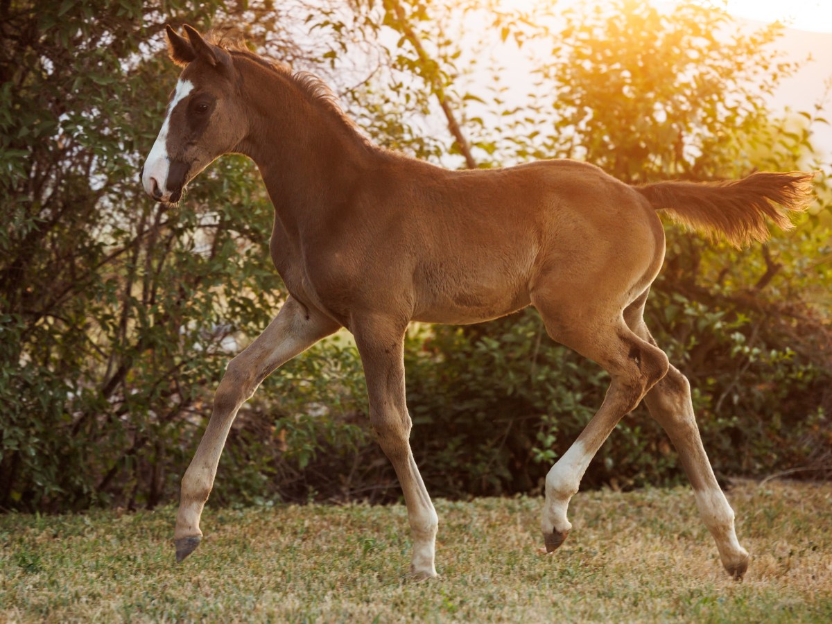 Ultimate Royal Heir US – 2024 KWPN Colt by Devon Heir ~&nbsp;Sold