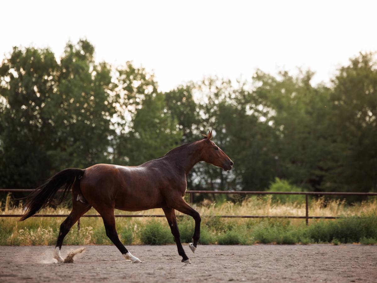 Devante US – 2024 Gelding by&nbsp;Dheputy