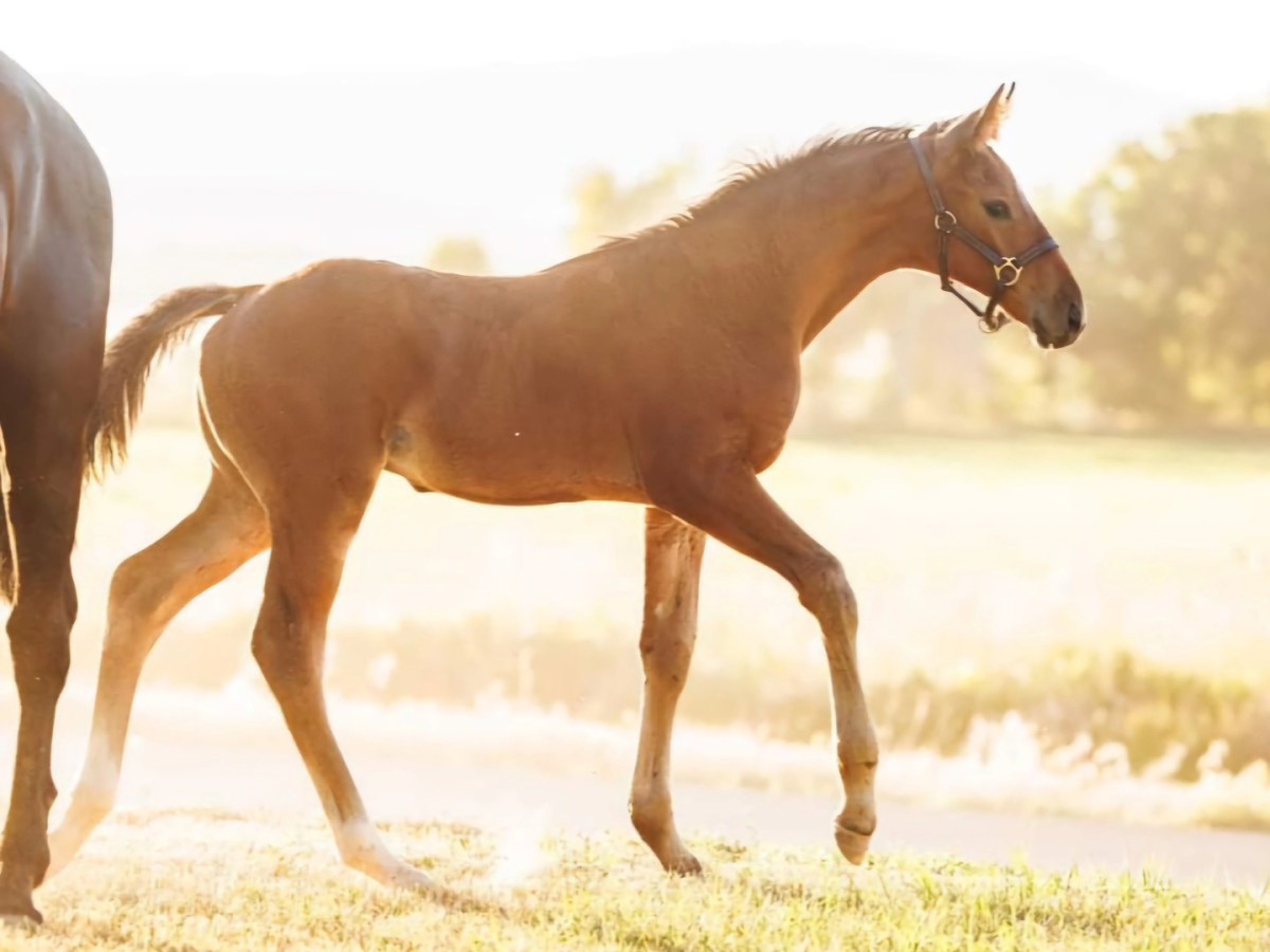 Devante US – 2024 Gelding by&nbsp;Dheputy