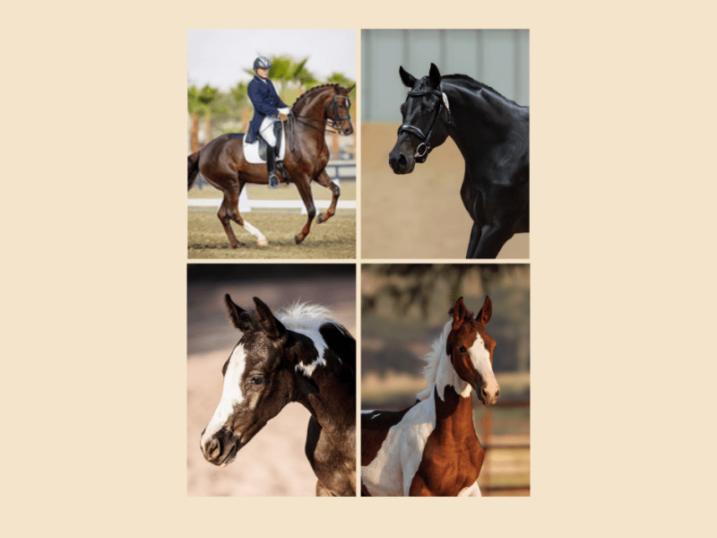 2026 In Utero&nbsp;Foals