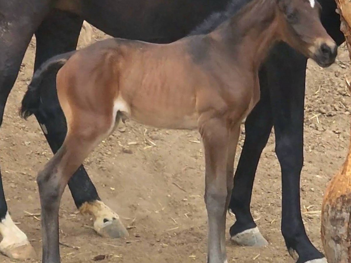 Rhapsody US – 2026 Hanoverian&nbsp;Filly
