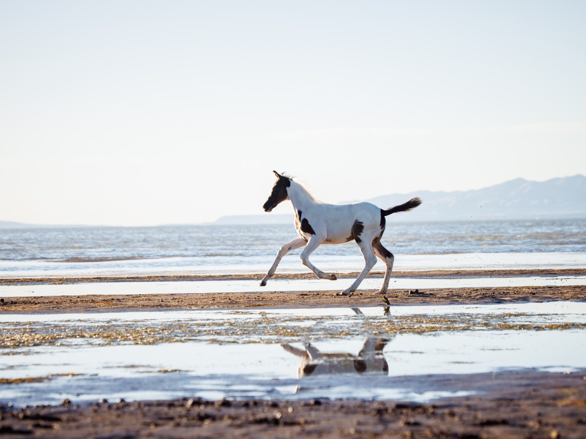 Selene US – 2026 Oldenburg N.A. Filly by Sempatico&nbsp;M