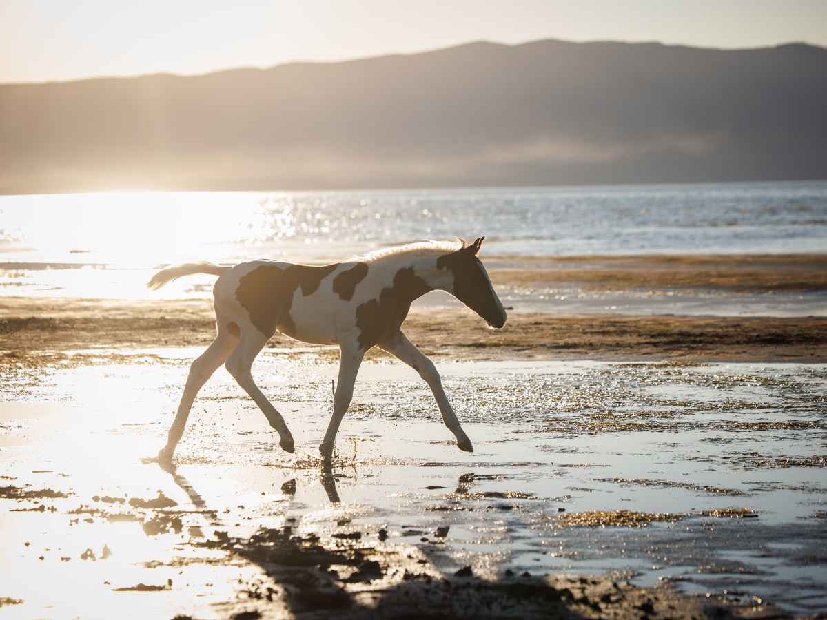 Sundance US – 2026 Oldenburg N.A. Colt by Sempatico&nbsp;M